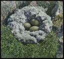 Image of Eider Nest and Three Eggs